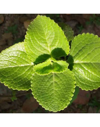 Tarahumara Chia, Rarámuri Chia, Chia Fresca, Mint Seeds, Mexico and Guatemala - [ Seed2Go.ca ] - [Seed Packets] - Herb Seeds - 