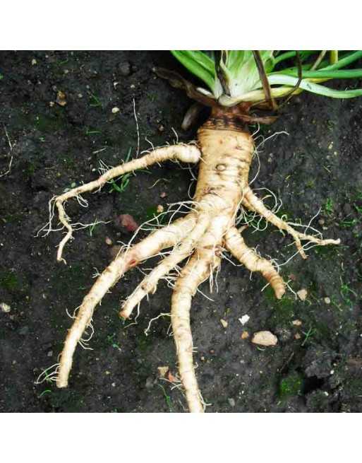 Salsify Root, Mammoth Sandwich, Mediterranean - [ Seed2Go.ca ] - [Seed Packets] - Herb Seeds - 