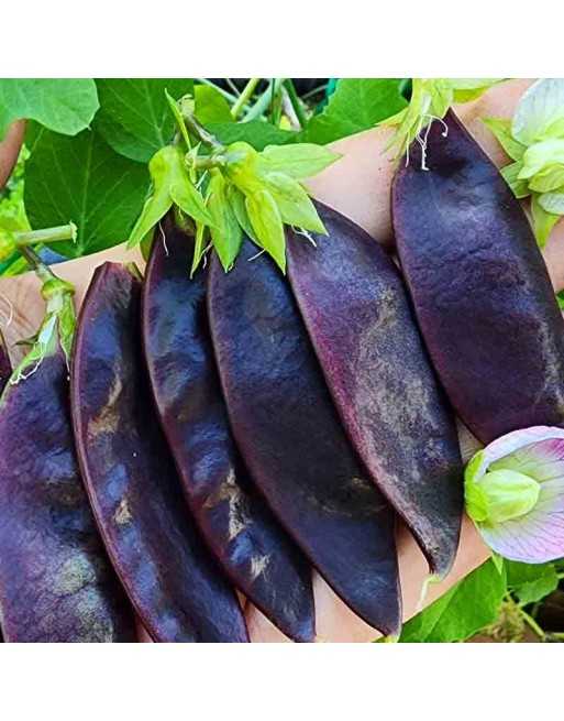 Royal Purple Podded, Snow Pea, Dwarf - [ Seed2Go Canada ] - DW2-VB-PSNOWPEA - Bean/Pea
