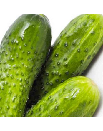 No.1 Pickling Cucumber, Wisconsin SMR 58, Cucumber, Garden Pickle - [ Shop Canadian Seeds Online ]  - Cucumber - 