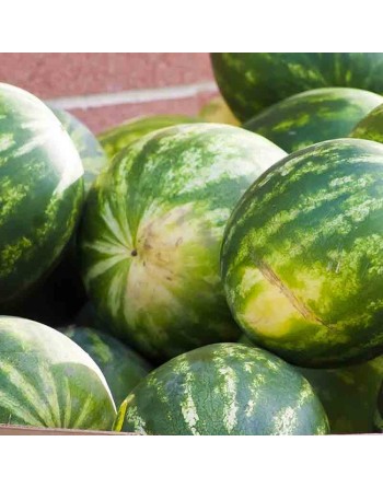 Crimson Sweet Watermelon, Watermelon Seeds - [ Shop Canadian Seeds Online ]  - Watermelon - 