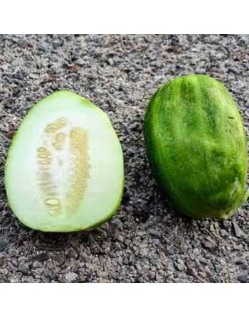 Carosello Barese, Cucumber Seeds, Bari, Italy, Puglia - [ Shop Canadian Seeds Online ]  - Cucumber - 