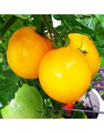 Lemon Boy Globe Tomato Seeds, Salsa Mix, Slicer, Indeterminate - [ Seed2Go.ca ] - [Seed Packets] - Tomato Seeds - 