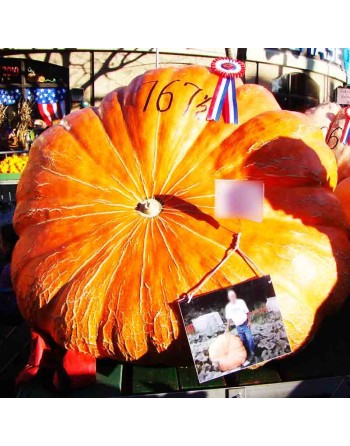 Atlantic Giant Pumpkin Seeds, 100-1000lb Potential Growth - [ Shop Canadian Seeds Online ]  - Pumpkin - 