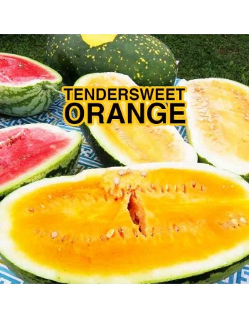 Tendersweet Orange Watermelon, Watermelon Seeds - [ Shop Canadian Seeds Online ]  - Watermelon - 