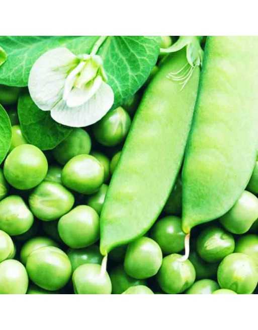 Russian Mennonite Sugar Snow Pea, Organic - [ Shop Canadian Seeds Online ]  - Bean/Pea - 