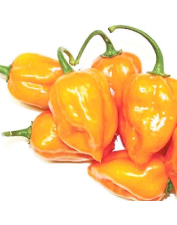 Habanero Mexican Orange, Hot Pepper Seeds, Yutican Mayan  Pepper Seeds - [ Shop Canadian Seeds Online ]  - Pepper Seeds - 