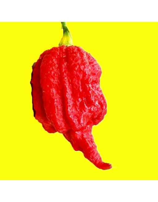 The Beast, Carolina Red Reaper & Chocolate Nagabrain Blend, Super Hot Pepper  Pepper Seeds - [ Shop Canadian Seeds Online ]  - P
