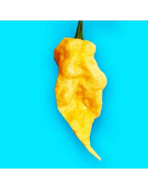 Peach Scorpion Moruga Hot Pepper, Trinidad and Tobago - [ Seed2Go Canada ] - VG-PPSP - Super Hot Peppers