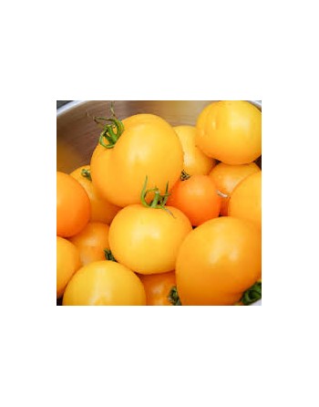 Golden Jubilee Tomato, Large & Delicious Tomato, 30 Seeds - [ Shop Canadian Seeds Online ]  - Tomato Seeds - 