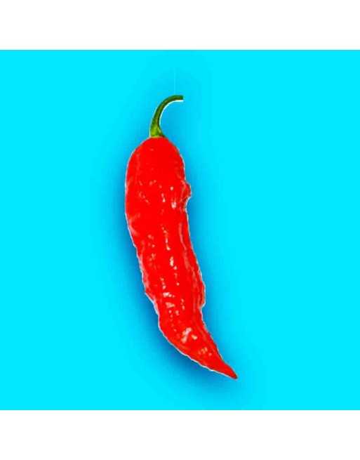 Tombstone Ghost Pepper, Bhut Jolokia, Indian Favorite,  Pepper Seeds - [ Shop Canadian Seeds Online ]  - Pepper Seeds - 