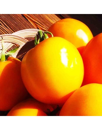Orange Blossom Tomato, Slicing Tomato, Hybrid, Organic - [ Seed2Go Canada ] - SD5-VGT-ORBLSM - Tomato