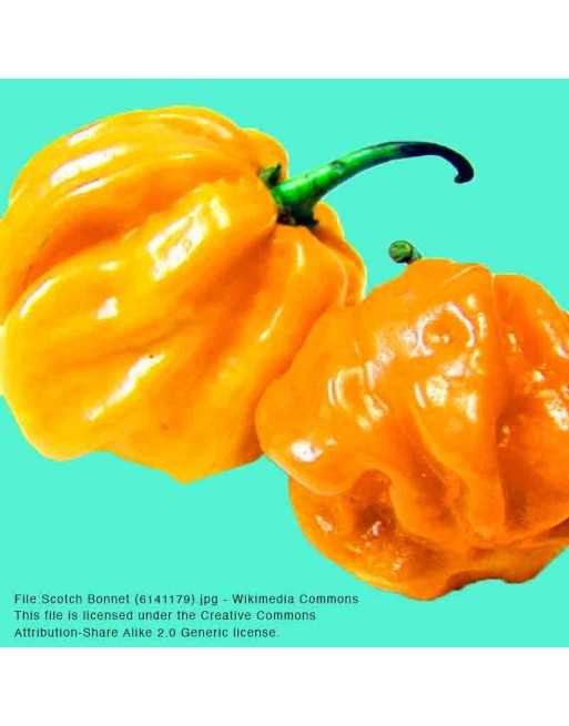 Scotch Bonnet Orange Pepper Seeds, Orange Pepper, Jamaican Bahamian Pepper Seeds - [ Shop Canadian Seeds Online ]  - Pepper Seed