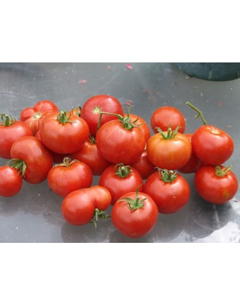 Glacier Tomato Seeds, Sweden - [ Shop Canadian Seeds Online ]  - Tomato Seeds - 