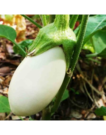 White Indian Eggplant Seeds, India and Bangladesh - [ Shop Canadian Seeds Online ]  - Eggplant - 