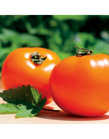 Chefs Choice Orange F1 Tomato Seeds, Orange Beefsteak - [ Shop Canadian Seeds Online ]  - Tomato Seeds - 