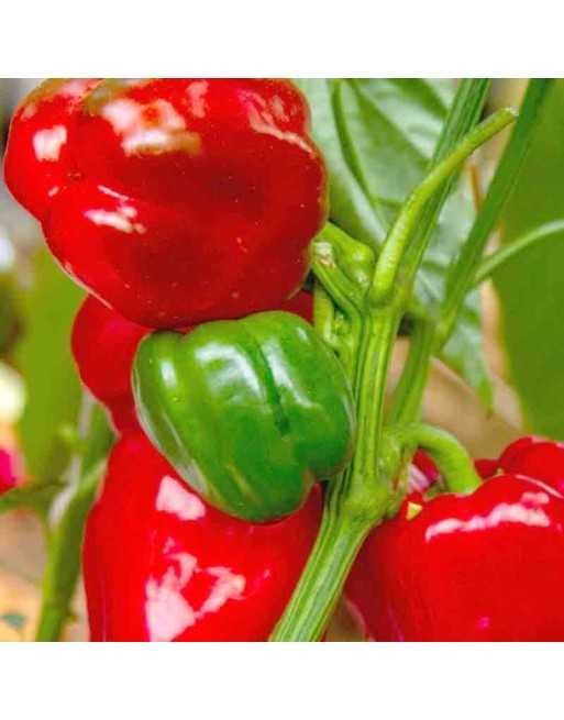 copy of Golden Yellow Bell Pepper, California Wonder Pepper - [ Seed2Go Canada ] - DW1-VP-GBP - Pepper Seeds