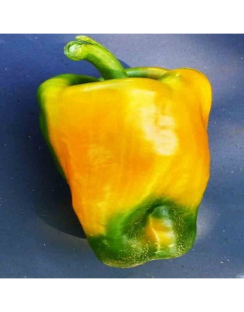 Quadrato D'asti Elongated Yellow Bell Bell Pepper, Rare! Italian Favorite Pepper Seeds - [ Seed2Go.ca ] - [Seed Packets] - Peppe