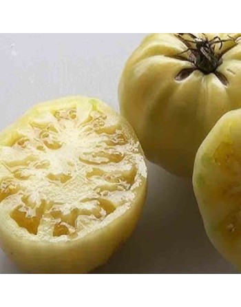 White Queen Beefsteak Tomato, Beef Tomato, North American - [ Seed2Go.ca ] - [Seed Packets] - Tomato Seeds - 