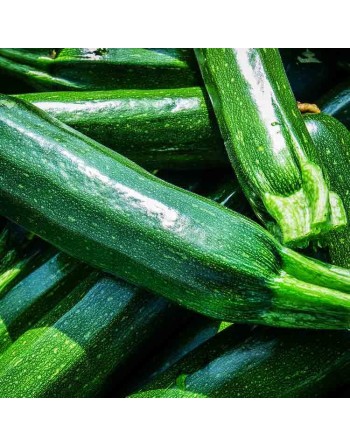 Dark Green Zucchini Seeds, Summer Squash - [ Shop Canadian Seeds Online ]  - Zucchini - 