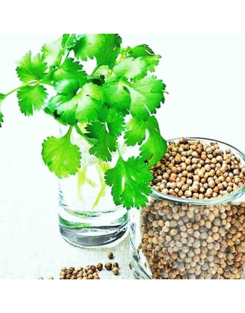 Cilantro Coriander Herb, European, Cilantro Seeds, Italy - [ Seed2Go.ca ] - [Seed Packets] - Herb Seeds - 