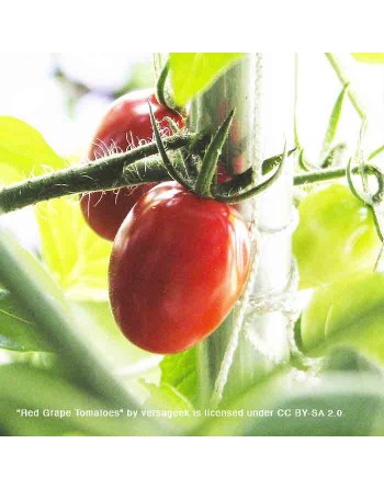 copy of Speckled / Striped Roman Tomato, Plum, Heirloom - [ Seed2Go Canada ] - BC4-VG-SRMT - Tomato