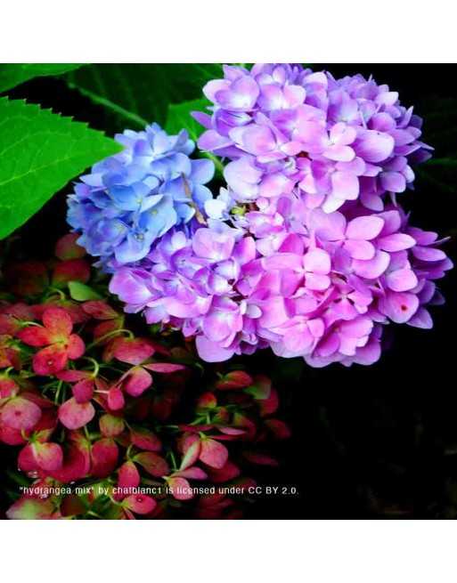 Hydrangea Flower Mix - [ Seed2Go Canada ] - VF-HYD - Flower Seed