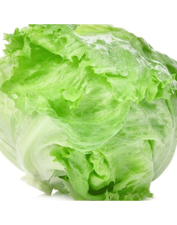 Early Iceberg Kaiser Crisphead Lettuce Seeds, Iceberg - [ Shop Canadian Seeds Online ]  - Lettuce - 