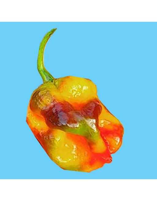 Yaki Fawn Blue Pepper, Filius Blue & Bhut Jolokia Pepper, Super Hot Ghost  Pepper Seeds - [ Shop Canadian Seeds Online ]  - Pepp