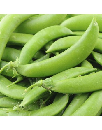Sugar Anns AAS Winner, Sugar Snap Pea Seeds - [ Shop Canadian Seeds Online ]  - Bean/Pea - 