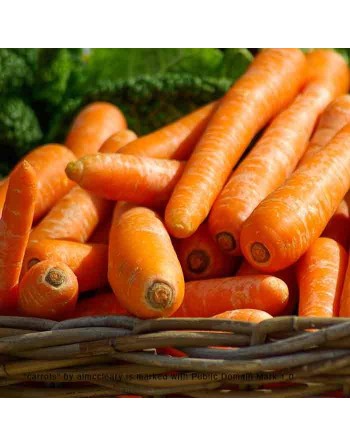 Tendersweet Carrot, Imperator Type, German Variety, Coreless Carrot Seeds - [ Shop Canadian Seeds Online ]  - Carrot - 