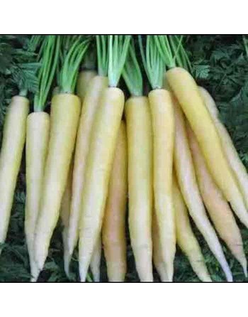Lunar White Carrot, Heirloom, White Carrot Seeds - [ Shop Canadian Seeds Online ]  - Carrot - 