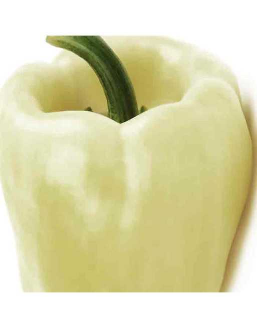 Ivory White Bell Pepper, Sweet Pepper - [ Seed2Go Canada ] - DW5-VP-WOP - Pepper Seeds