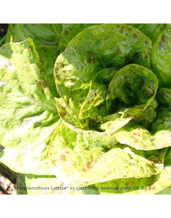 Forellenschluss Romaine Leaf Lettuce Seeds with Freckles, Austrian - [ Shop Canadian Seeds Online ]  - Lettuce - 