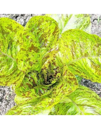 Forellenschluss Romaine Leaf Lettuce Seeds with Freckles, Austrian - [ Shop Canadian Seeds Online ]  - Lettuce - 