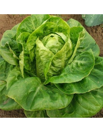 Little Gem Lettuce Seeds, Heat Lettuce, Butterhead/Romaine Cross - [ Shop Canadian Seeds Online ]  - Lettuce - 
