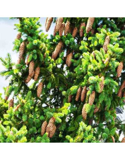 Canadian Spruce Tree - [ Seed2Go Canada ] - VT-WPT - Tree Seeds