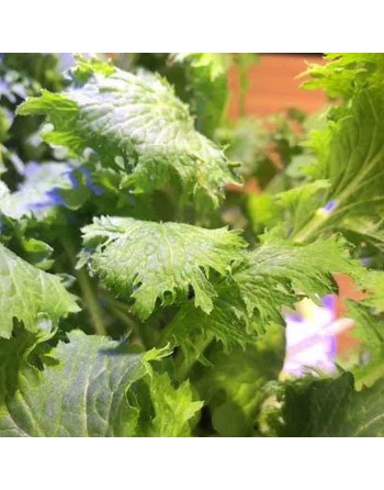 Wasabi Arugula, Japanese Wasabi, Organic, Wasabi Arugula Seeds - [ Shop Canadian Seeds Online ]  - Mustard & Greens - 