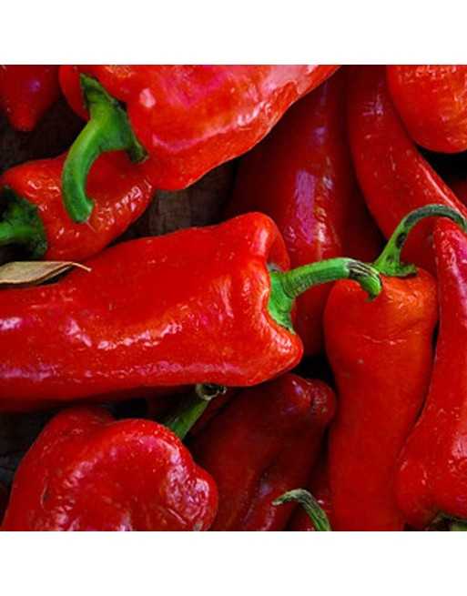 Aleppo Pepper, Syrian Silk Road Pepper, Halaby Pepper, Mild Pepper, Pepper Seeds - [ Shop Canadian Seeds Online ]  - Pepper Seed