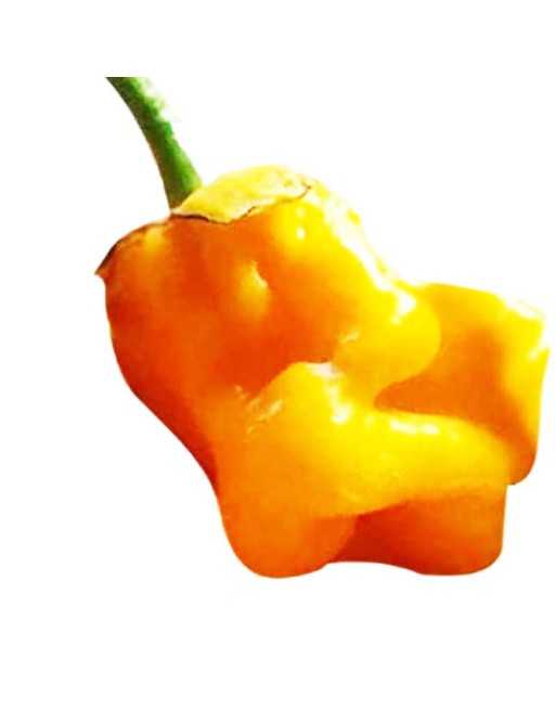 Orange Treasure 7-Pot Bubble Gum Pepper, Trinidad & Tobago,  Pepper Seeds - [ Shop Canadian Seeds Online ]  - Super Hot Peppers 