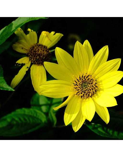 Lemon Queen Sunflower Seeds - [ Seed2Go Canada ] - DW1-VG-LEMONQ - Flower Seed