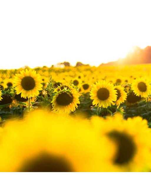 Sunflower Mix, Tall & Dwarf, All Colors - [ Seed2Go Canada ] - DW1-VF-SFMX - Flower Seed