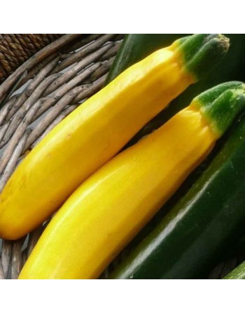 Golden Bright Yellow Zucchini, Organic, Summer Squash, Golden Zucchini - [ Shop Canadian Seeds Online ]  - Zucchini - 