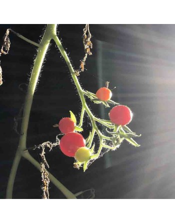 Mexico Midget, Tiny Red Cherry Tomato Seeds, Winner of SSE Tomato Tasting - [ Shop Canadian Seeds Online ]  - Grape & Cherry Tom