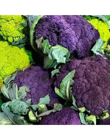 Violetta Cauliflower, Italian Violetta Italia, Cauliflower Seeds - [ Seed2Go.ca ] - [Seed Packets] - Cauliflower - 