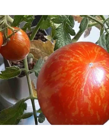 Tigerella Cherry Tomato Seeds, Tiger Cherry, English, Heirloom - [ Shop Canadian Seeds Online ]  - Grape & Cherry Tomatoes - 