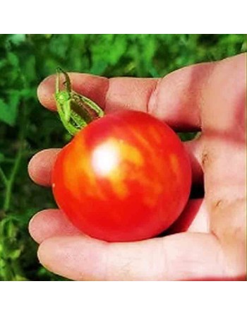 Tigerella Cherry Tomato Seeds, Tiger Cherry, English, Heirloom - [ Shop Canadian Seeds Online ]  - Grape & Cherry Tomatoes - 