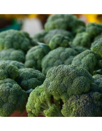 Waltham 29 Broccoli, North American Favorite, Broccoli Seeds - [ Shop Canadian Seeds Online ]  - Broccoli - 