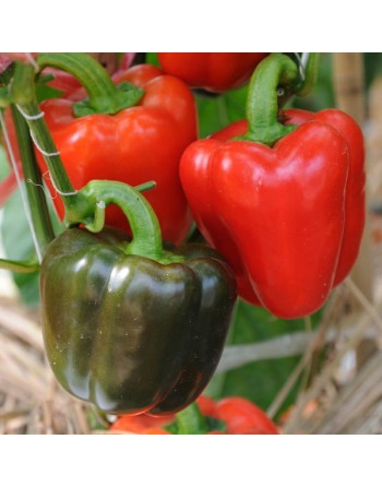 Yolo Wonder Red Bell Pepper, Sweet Pepper Seeds - [ Shop Canadian Seeds Online ]  - Pepper Seeds - 