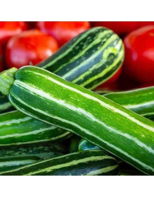 copy of Costata Romanesco Zucchini, Italian Ribbed Zucchini - [ Seed2Go Canada ] - ZA1-VG-ZRS - Zucchini
